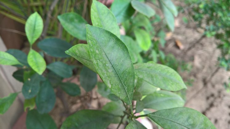 Lumia 950 XL Camera Samples
