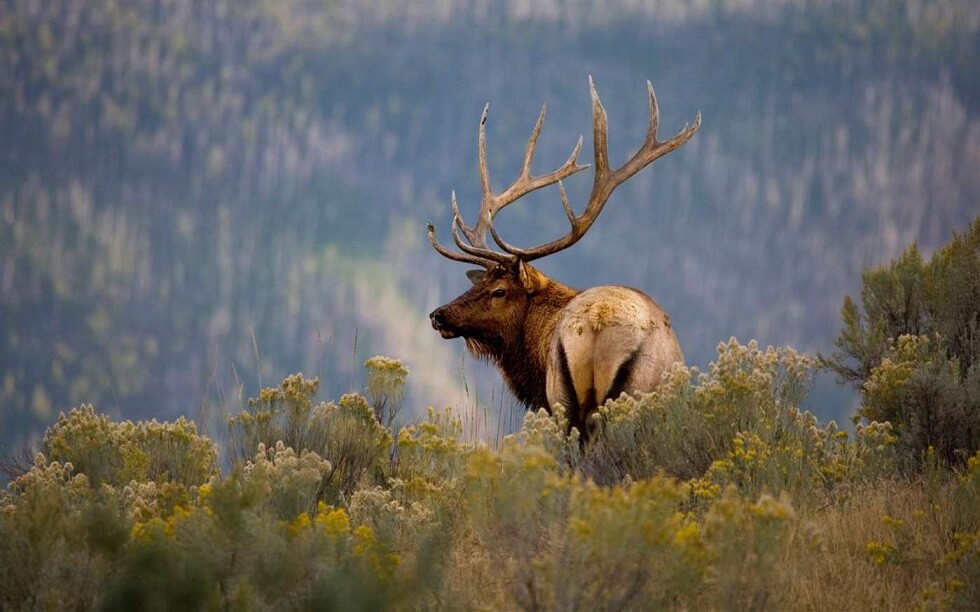 Animals of Yellowstone wallpaper pack