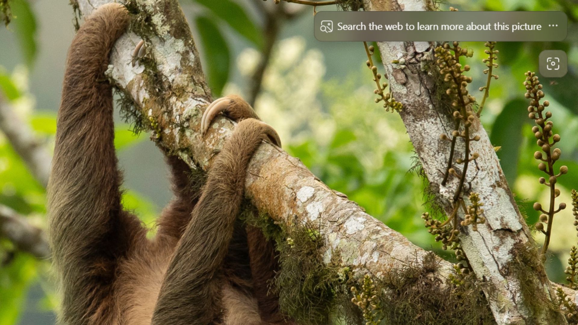 Visual Search icon in the top right part of desktop background after installing Bing Wallpaper app